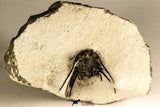 30751 - Top Beautiful 1.64 Inch Leonaspis sp Middle Devonian Trilobite