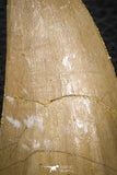 07679 - Top Rare 2.79 Inch Huge Mosasaurus hoffmanni Tooth Late Cretaceous