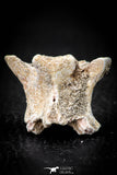 05496 - Top Beautiful 1.34 Inch Palaeophis Magrebianus Paleocene Sea Snake Vertebra Bone