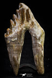 20581 -  Top Rare 3.19 Inch Pappocetus lugardi (Whale Ancestor) Molar Rooted Tooth