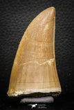 07679 - Top Rare 2.79 Inch Huge Mosasaurus hoffmanni Tooth Late Cretaceous