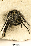 30751 - Top Beautiful 1.64 Inch Leonaspis sp Middle Devonian Trilobite
