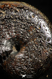 05024 - Stunning Pyritized 1.59 Inch Phylloceras Lower Cretaceous Ammonites