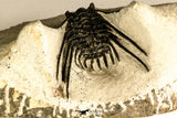 30751 - Top Beautiful 1.64 Inch Leonaspis sp Middle Devonian Trilobite