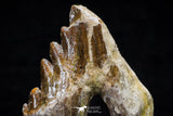 20581 -  Top Rare 3.19 Inch Pappocetus lugardi (Whale Ancestor) Molar Rooted Tooth