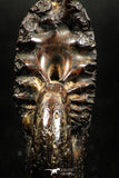 05024 - Stunning Pyritized 1.59 Inch Phylloceras Lower Cretaceous Ammonites