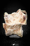 05497 - Top Beautiful 1.19 Inch Palaeophis Magrebianus Paleocene Sea Snake Vertebra Bone