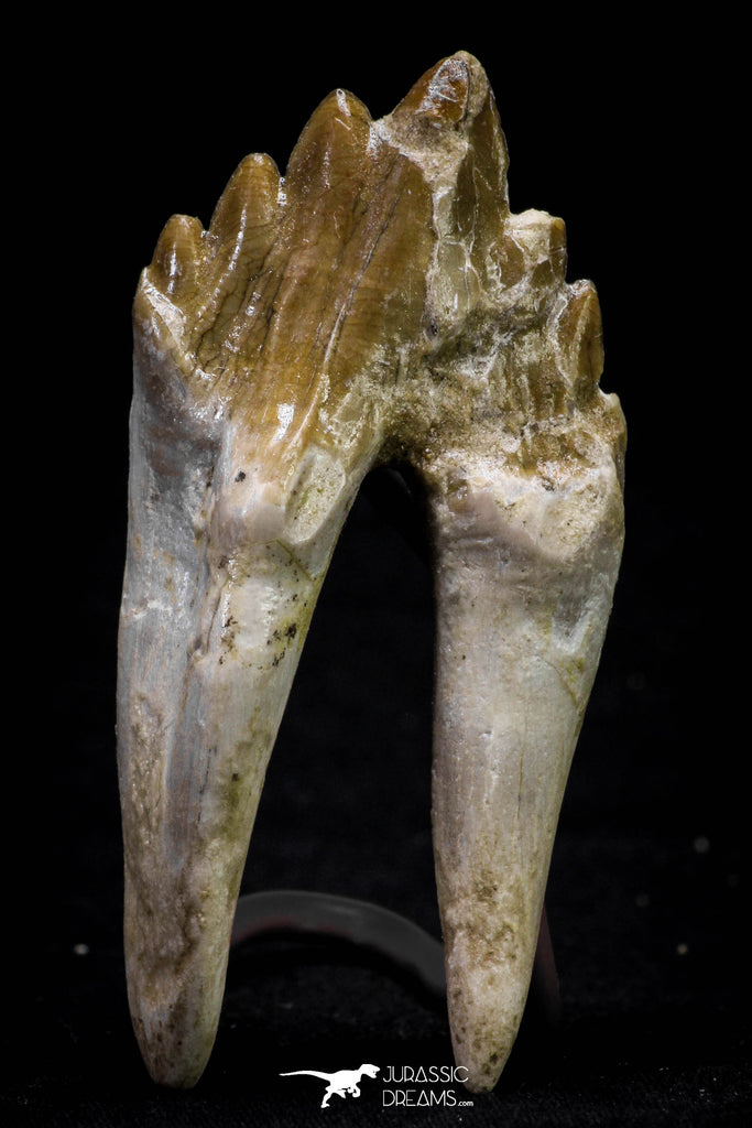 20582 -  Top Rare 2.81 Inch Pappocetus lugardi (Whale Ancestor) Molar Rooted Tooth