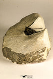 30751 - Top Beautiful 1.64 Inch Leonaspis sp Middle Devonian Trilobite