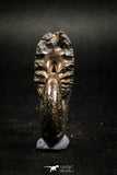 05024 - Stunning Pyritized 1.59 Inch Phylloceras Lower Cretaceous Ammonites