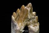 20582 -  Top Rare 2.81 Inch Pappocetus lugardi (Whale Ancestor) Molar Rooted Tooth