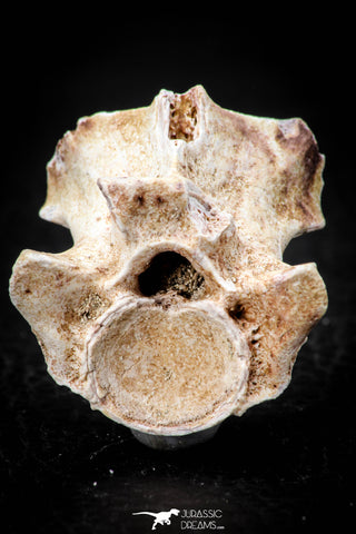 05497 - Top Beautiful 1.19 Inch Palaeophis Magrebianus Paleocene Sea Snake Vertebra Bone