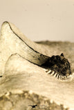 30751 - Top Beautiful 1.64 Inch Leonaspis sp Middle Devonian Trilobite