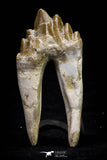 20582 -  Top Rare 2.81 Inch Pappocetus lugardi (Whale Ancestor) Molar Rooted Tooth