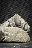 22043 - Top Well Prepared 1.38 Inch Cyphaspis (Otarion) cf. boutscharafinense Devonian Trilobite