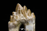 20582 -  Top Rare 2.81 Inch Pappocetus lugardi (Whale Ancestor) Molar Rooted Tooth