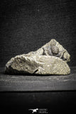 22043 - Top Well Prepared 1.38 Inch Cyphaspis (Otarion) cf. boutscharafinense Devonian Trilobite