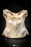 05497 - Top Beautiful 1.19 Inch Palaeophis Magrebianus Paleocene Sea Snake Vertebra Bone