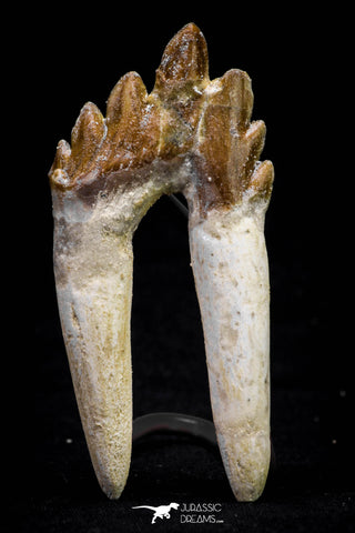 20583 -  Top Rare 2.87 Inch Pappocetus lugardi (Whale Ancestor) Molar Rooted Tooth
