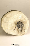 30752 - NIcely Preserved 1.30 Inch Cyphaspis (Otarion) cf. boutscharafinense Devonian Trilobite