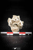 05498 - Beautiful 0.93 Inch Palaeophis Magrebianus Paleocene Sea Snake Vertebra Bone