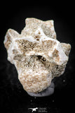 05498 - Beautiful 0.93 Inch Palaeophis Magrebianus Paleocene Sea Snake Vertebra Bone