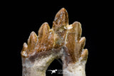 20583 -  Top Rare 2.87 Inch Pappocetus lugardi (Whale Ancestor) Molar Rooted Tooth
