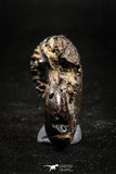 05025 - Beautiful Pyritized 1.20 Inch Phylloceras Lower Cretaceous Ammonites