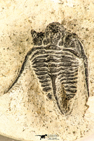 30752 - NIcely Preserved 1.30 Inch Cyphaspis (Otarion) cf. boutscharafinense Devonian Trilobite