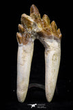 20583 -  Top Rare 2.87 Inch Pappocetus lugardi (Whale Ancestor) Molar Rooted Tooth