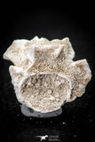 05498 - Beautiful 0.93 Inch Palaeophis Magrebianus Paleocene Sea Snake Vertebra Bone