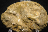 07682 - Great Association 2 Cretolamna maroccana (mackerel shark) Teeth in Matrix