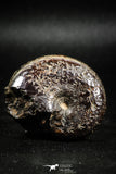 05026 - Beautiful Pyritized 1.79 Inch Phylloceras Lower Cretaceous Ammonites