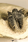 30752 - NIcely Preserved 1.30 Inch Cyphaspis (Otarion) cf. boutscharafinense Devonian Trilobite