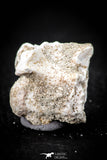 05498 - Beautiful 0.93 Inch Palaeophis Magrebianus Paleocene Sea Snake Vertebra Bone