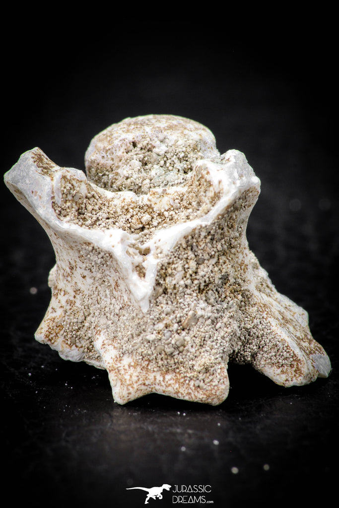 05498 - Beautiful 0.93 Inch Palaeophis Magrebianus Paleocene Sea Snake Vertebra Bone