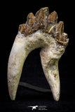 20584 -  Top Rare 2.83 Inch Pappocetus lugardi (Whale Ancestor) Molar Rooted Tooth