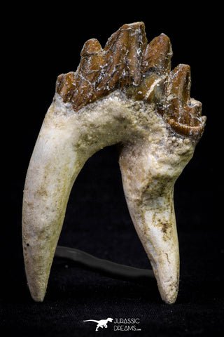 20584 -  Top Rare 2.83 Inch Pappocetus lugardi (Whale Ancestor) Molar Rooted Tooth