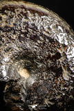 05026 - Beautiful Pyritized 1.79 Inch Phylloceras Lower Cretaceous Ammonites
