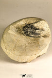 30752 - NIcely Preserved 1.30 Inch Cyphaspis (Otarion) cf. boutscharafinense Devonian Trilobite