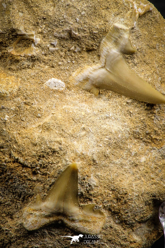 07682 - Great Association 2 Cretolamna maroccana (mackerel shark) Teeth in Matrix