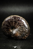 05026 - Beautiful Pyritized 1.79 Inch Phylloceras Lower Cretaceous Ammonites