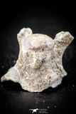 05498 - Beautiful 0.93 Inch Palaeophis Magrebianus Paleocene Sea Snake Vertebra Bone