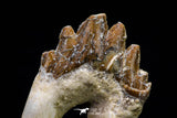 20584 -  Top Rare 2.83 Inch Pappocetus lugardi (Whale Ancestor) Molar Rooted Tooth