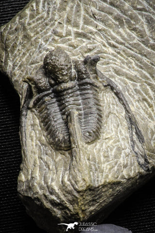 22043 - Top Well Prepared 1.38 Inch Cyphaspis (Otarion) cf. boutscharafinense Devonian Trilobite