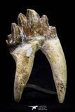 20584 -  Top Rare 2.83 Inch Pappocetus lugardi (Whale Ancestor) Molar Rooted Tooth