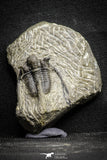 22043 - Top Well Prepared 1.38 Inch Cyphaspis (Otarion) cf. boutscharafinense Devonian Trilobite