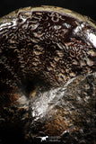 05026 - Beautiful Pyritized 1.79 Inch Phylloceras Lower Cretaceous Ammonites