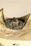 30752 - NIcely Preserved 1.30 Inch Cyphaspis (Otarion) cf. boutscharafinense Devonian Trilobite