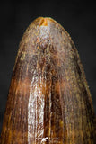 08098 - Well Preserved 0.83 Inch Elosuchus Cherifiensis Crocodile Tooth Cretaceous KemKem